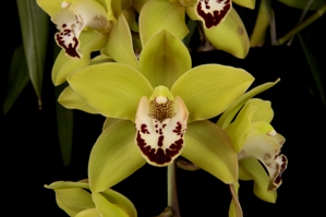 Cymbidium Jon Vickers Sycamore Creek HCC/AOS 78 pts.